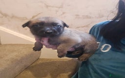 Belgian Shepherd Dog dogs for sale: Belgium Malinos shepard puppys - Image 6