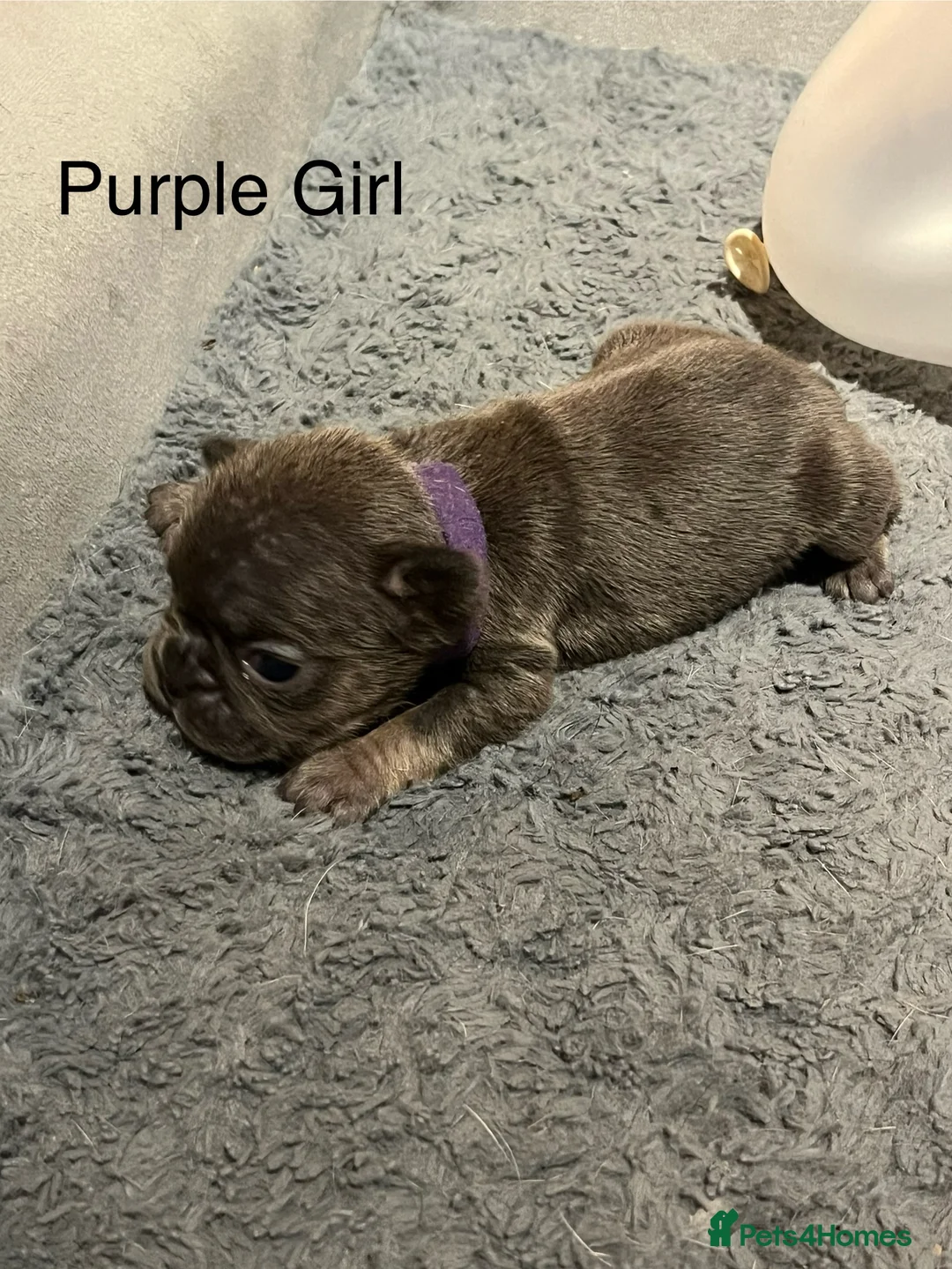French Bulldog dogs for sale: DWKC Registered French Bulldog puppies for sale - Advert 21