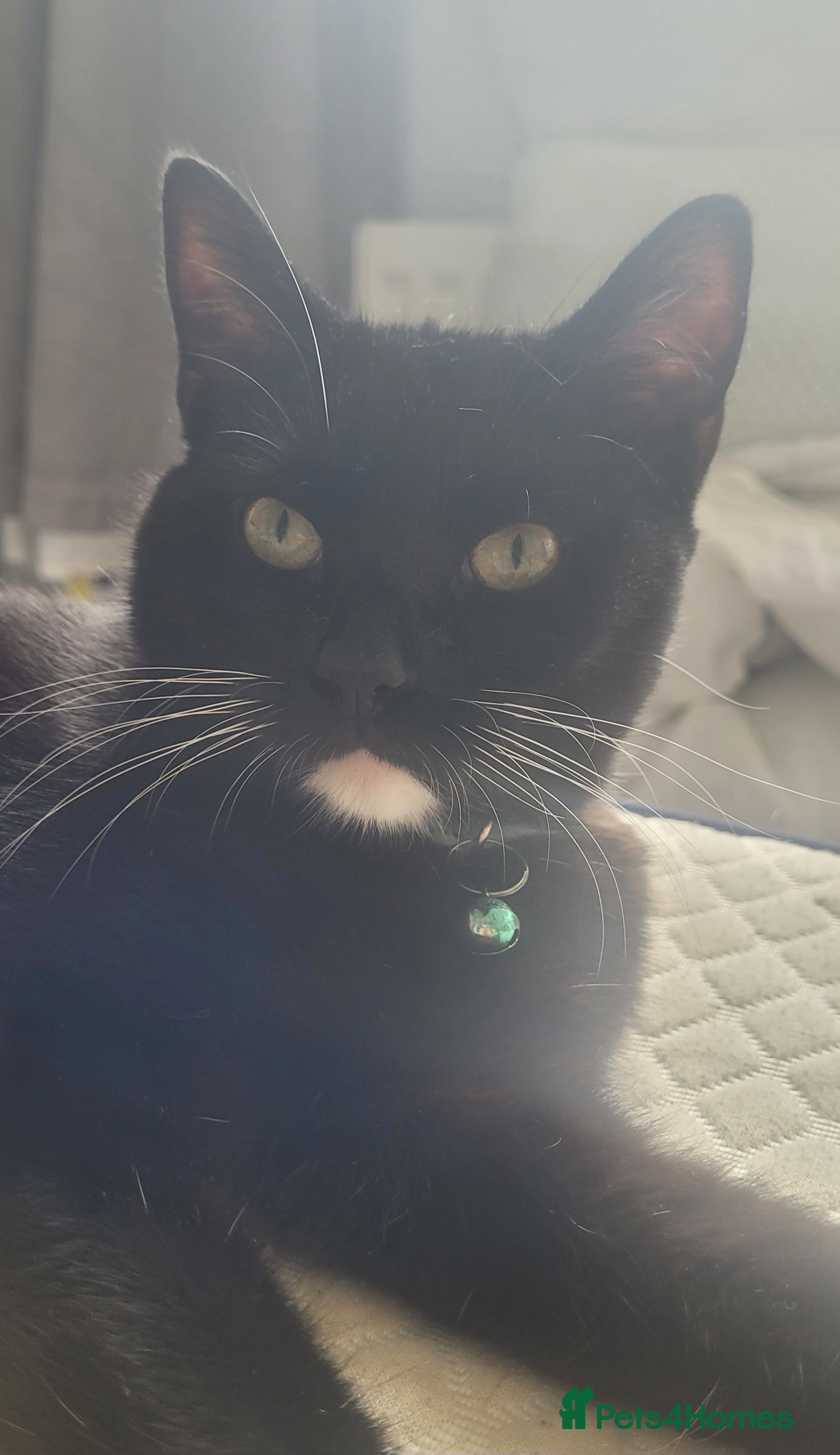 British Shorthair cats Loving tuxedo kitten - Advert 1