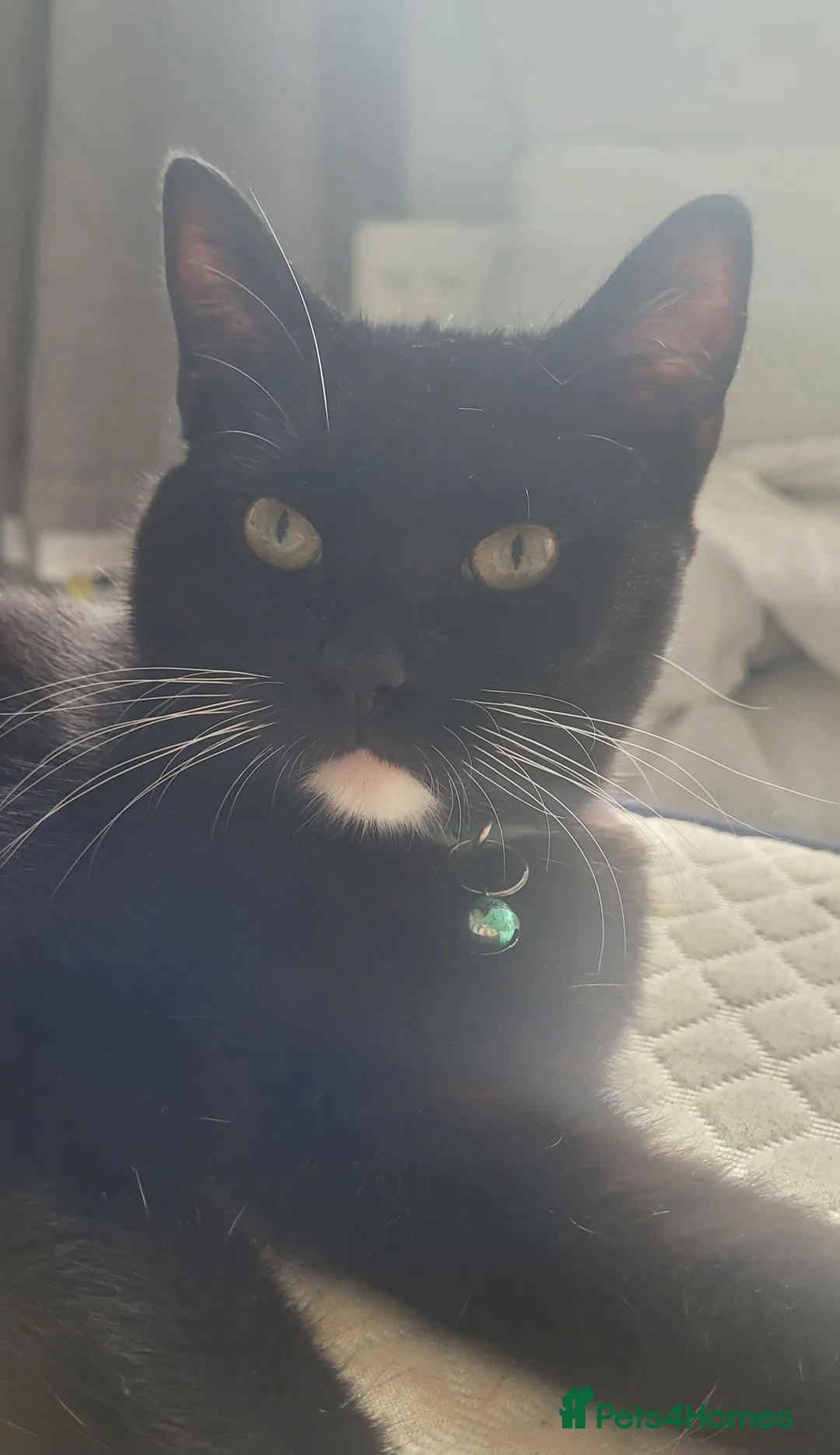 British Shorthair cats for sale: Loving tuxedo kitten - Advert 1