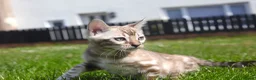 Bengal cats for sale: Unique Line Bengals Expected  - Advert 12