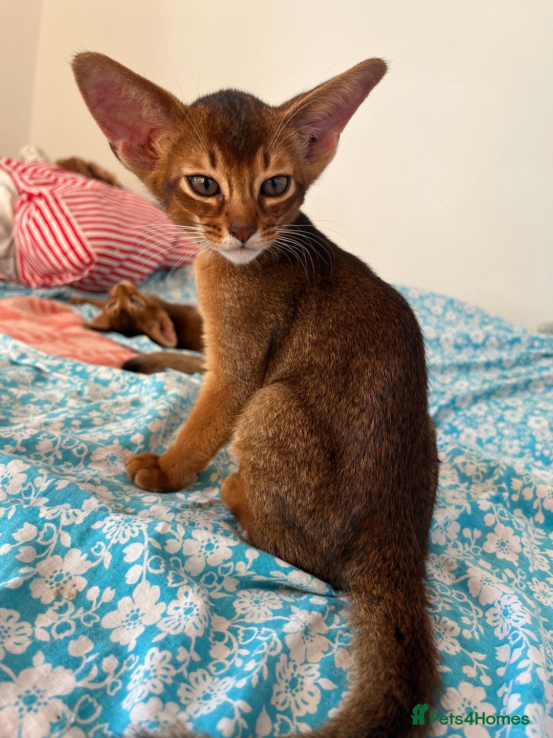 Abyssinian cats for sale: Beautiful Abyssinians kittens - Image 4