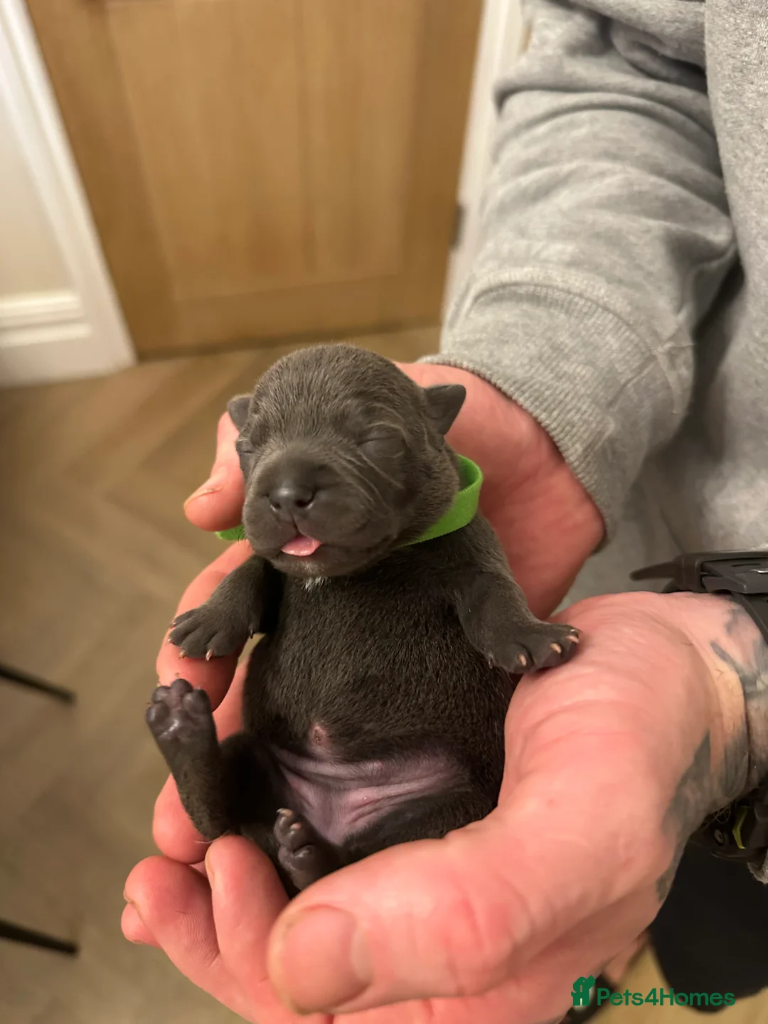 Staffordshire Bull Terrier dogs for sale: Staffordshire Bull Terrier Pups for Sale 🩶 - Advert 19