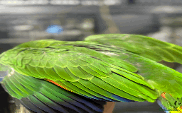 Parrots birds for sale: Gorgeous hand-reared Orange Winged Amazon - Image 2