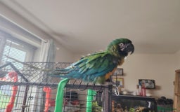 Macaws birds for sale: Hello my name is Charlie  - Image 1