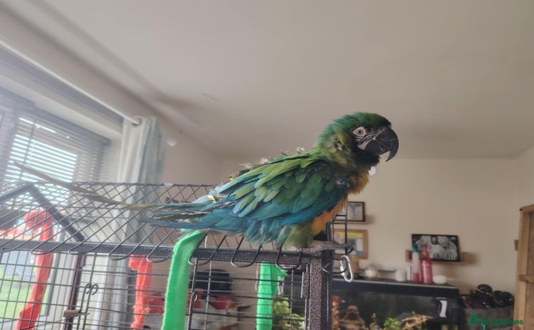 Macaws birds - Advert 15
