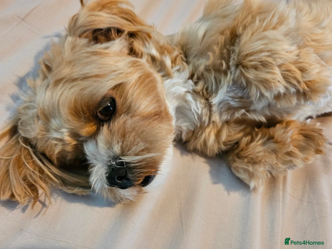 Maltese dogs for sale: Maltipoo Gorgeous Girl  - Image 8