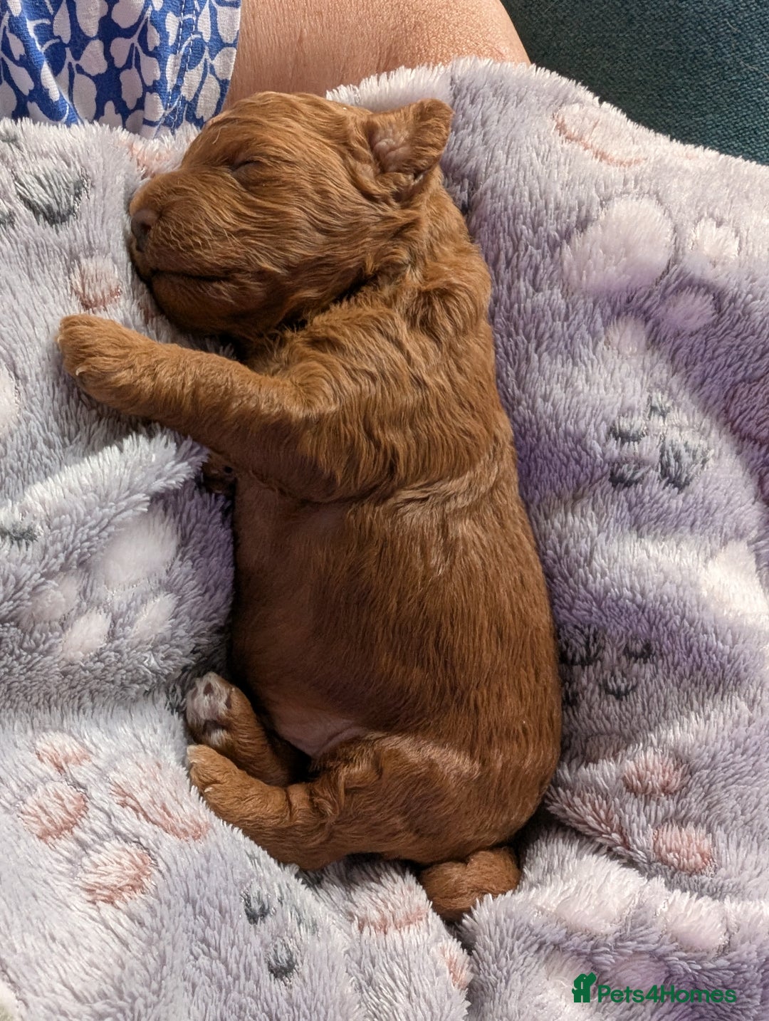 Cavapoo dogs for sale: F1B Deep Fox Red High Quality DNA Clear Puppy  - Image 13