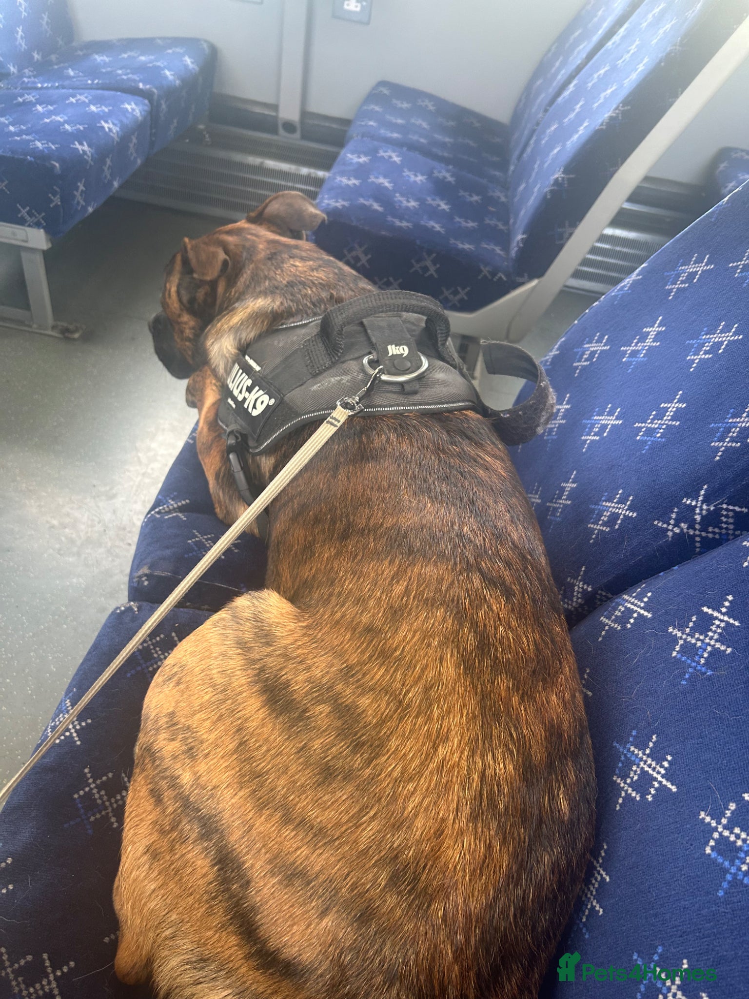 Mixed Breed dogs for sale: Kovu male  in Hamilton - Advert 1