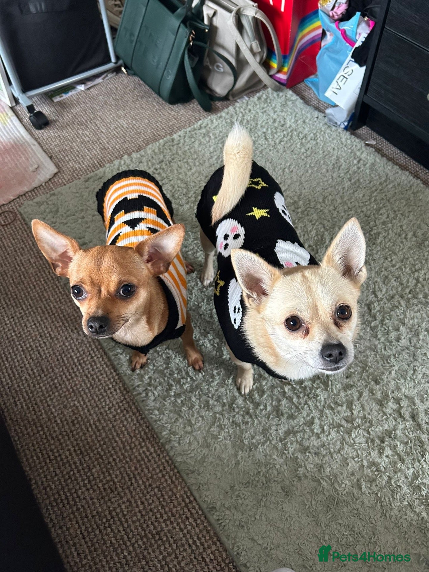 Chihuahua dogs Peaches & Blossom - Advert 2