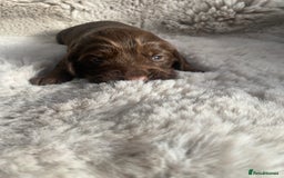 Sprocker dogs for sale: Sprocker puppies  - Advert 13