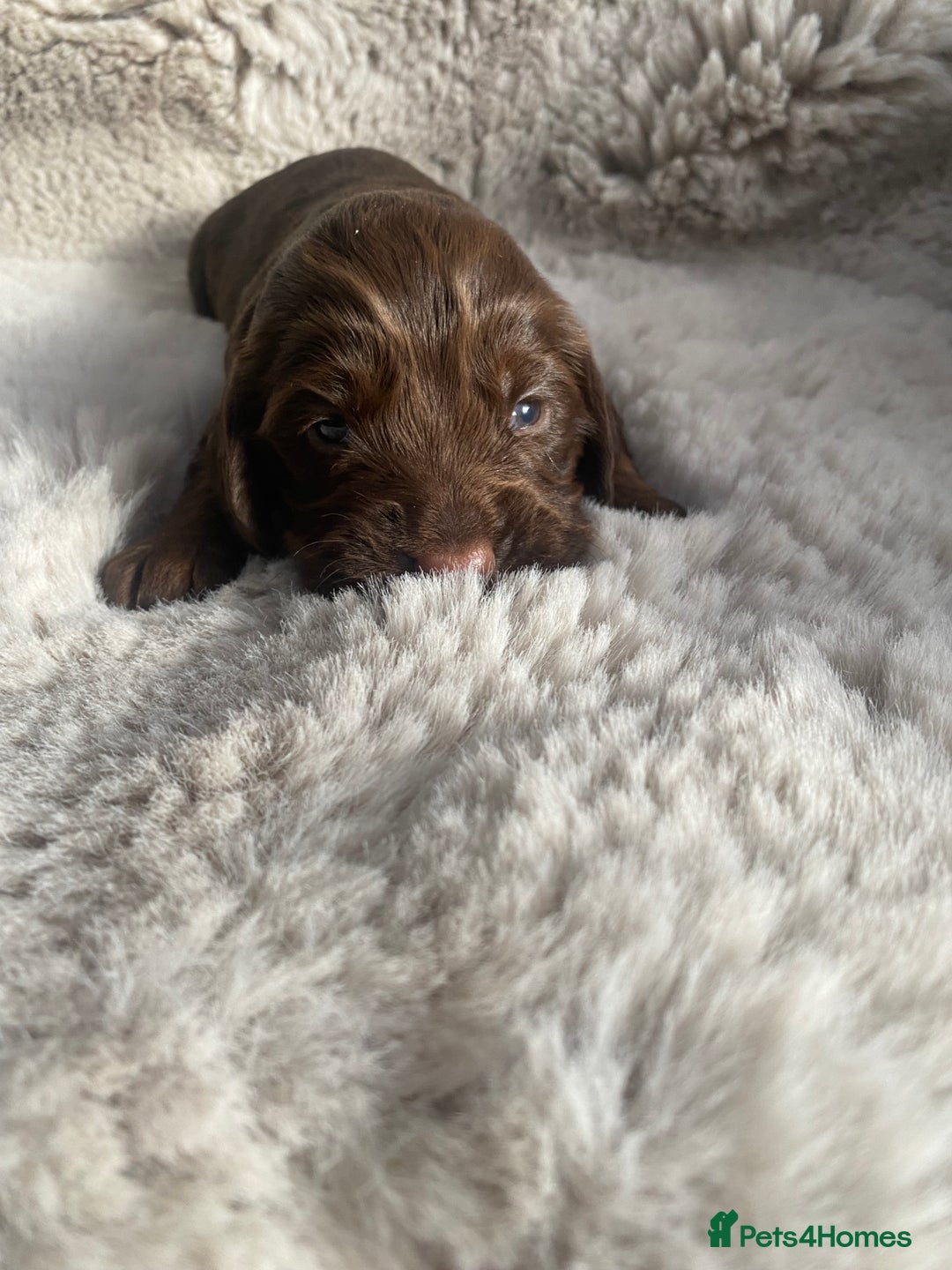 Sprocker dogs for sale: Sprocker puppies  - Advert 13