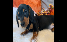 Miniature Dachshund dogs for sale: Minature daschund black and tan female available - Image 11