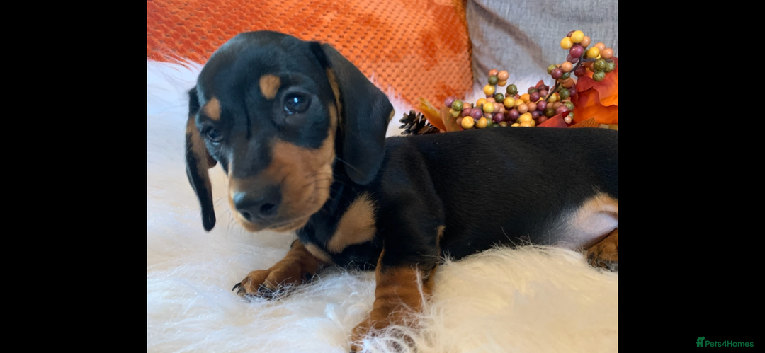 Miniature Dachshund dogs for sale: Minature daschund black and tan female available - Image 11