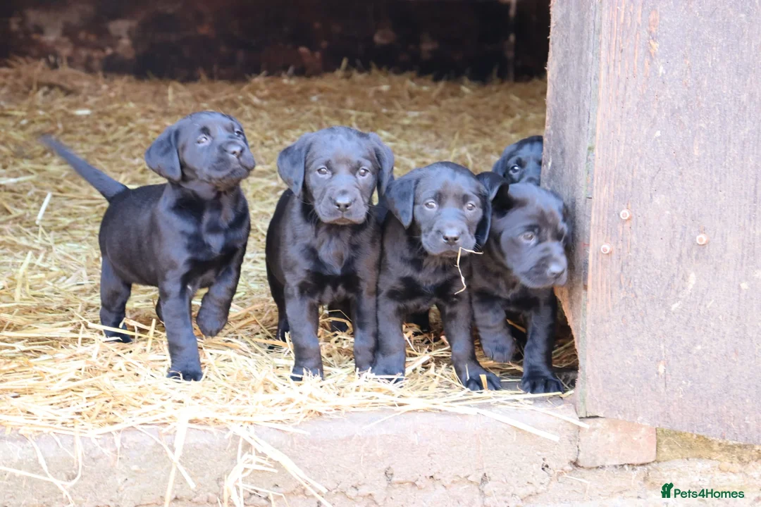 Labrador Retriever dogs for sale: Labrador - Advert 3