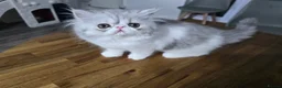 Persian cats for sale: Persian Kittens Extreme Punch Face – Bi-Color GCCF - Advert 7