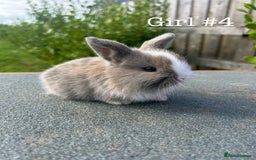 Mini Lion Lop rabbits for sale: 4 Lion Lop Kits for sale - Ready 4th November  - Image 10