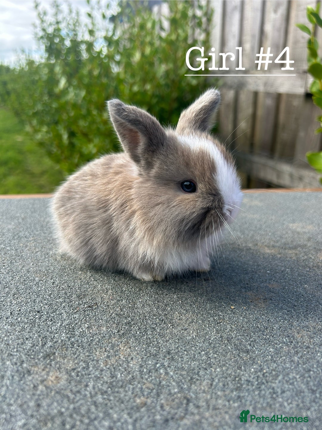 Mini Lion Lop rabbits for sale: 4 Lion Lop Kits for sale - Ready 4th November  - Image 10