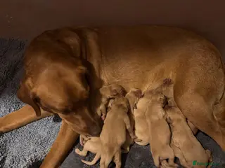 Labrador Retriever dogs FTCH Bloodline Labradors - Advert 2