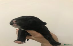 Mixed Breed dogs for sale: 2 female puppies for sale  - Advert 5