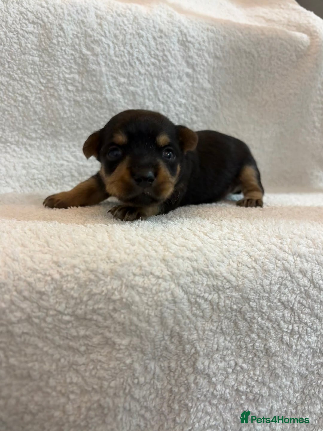 Yorkshire Terrier dogs for sale: Yorkshire terrier, terrier cross puppies - Advert 5