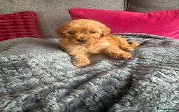 Cockapoo dogs for sale: Stunning F1B Cockapoo puppies - Image 6