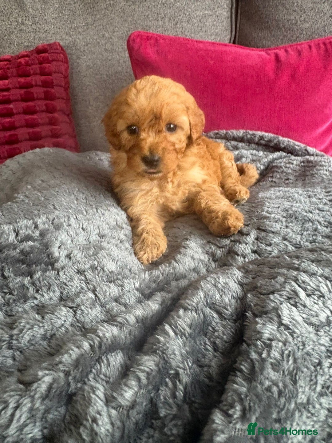 Cockapoo dogs for sale: Stunning F1B Cockapoo puppies - Image 6