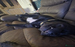 Mixed Breed dogs for sale: DDB x Cane Corso  - Image 6