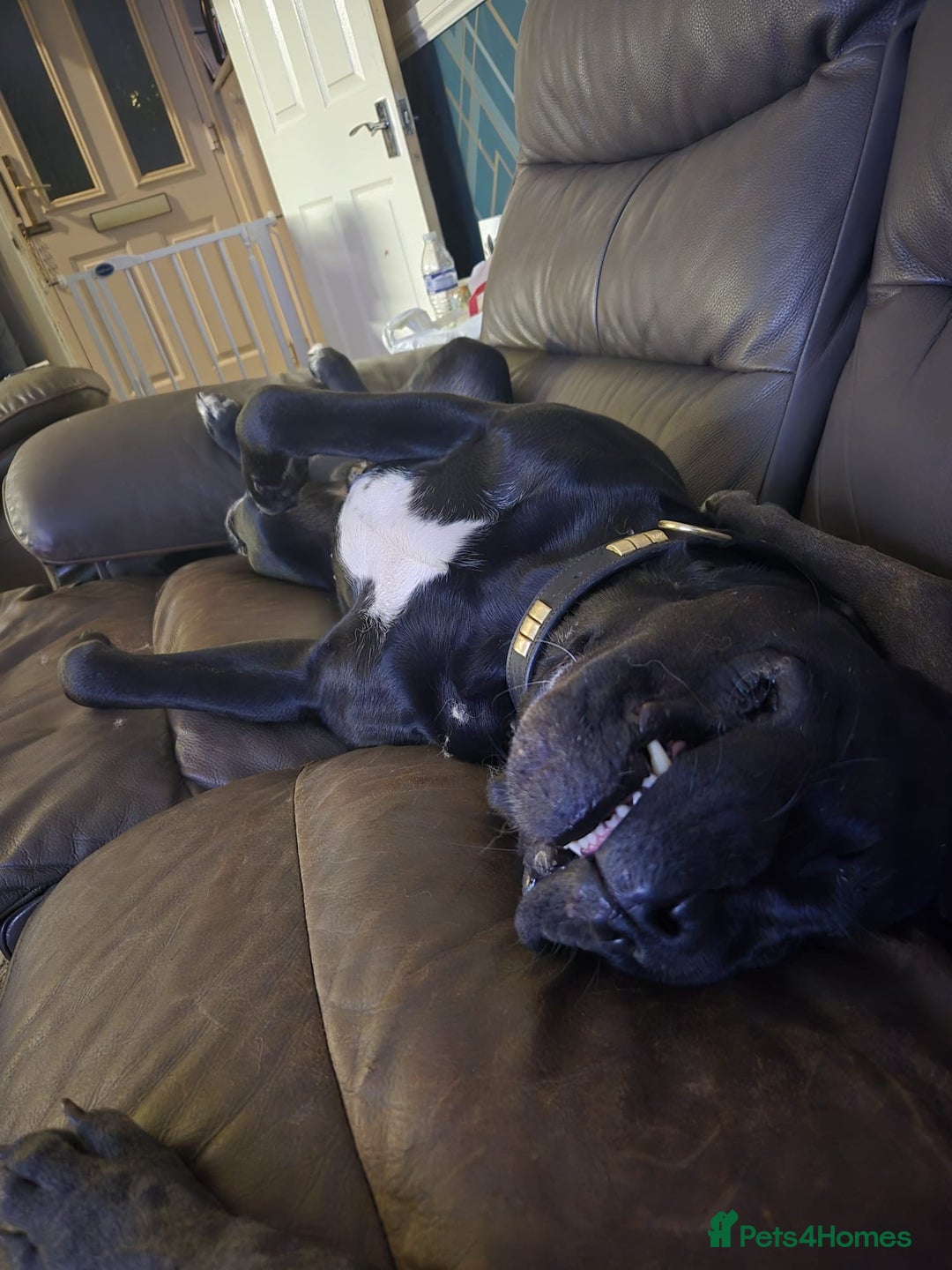 Mixed Breed dogs for sale: DDB x Cane Corso  - Image 6