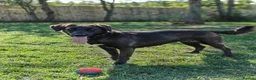 Mixed Breed dogs for adoption: MAISIE –   4 Years Old, Mixed Breed Girl  in Stanley - Advert 3