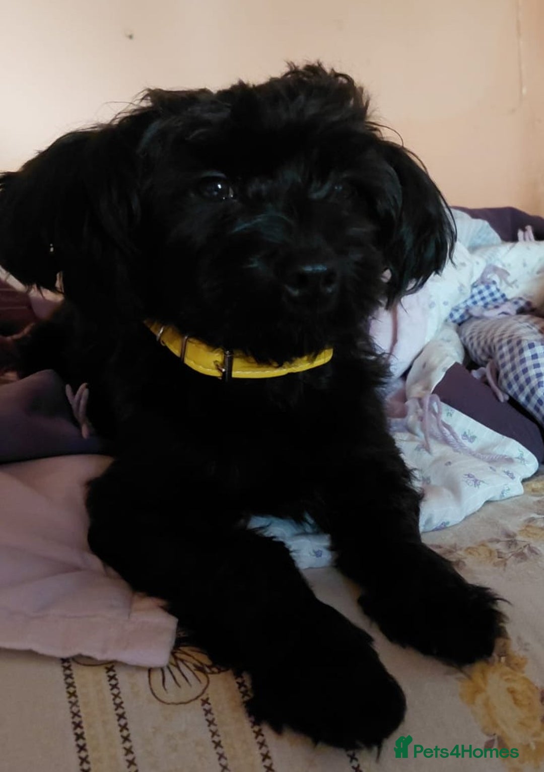 Mixed Breed dogs for adoption: 💛 BRINDY - A Sweet Little Black Velvet Girl 💛🐾 - Advert 4