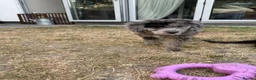 Cockapoo dogs for sale: *LAST 3 LEFT READY TO LEAVE*F1B Cockapoos🐶 - Advert 29