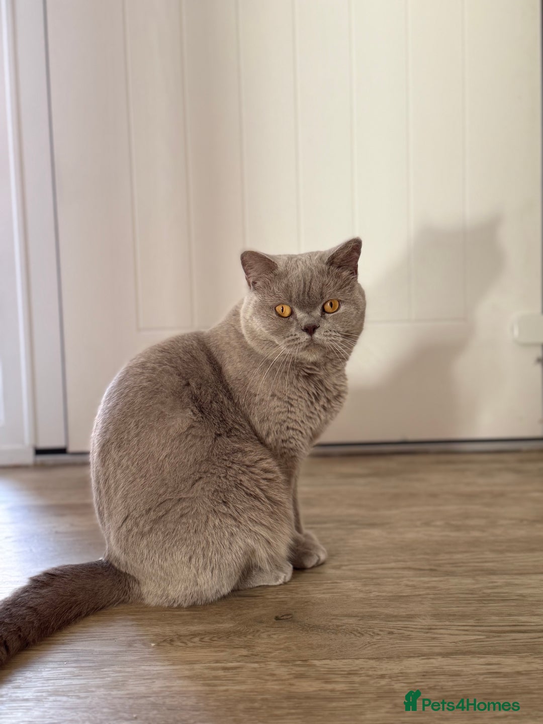 British Shorthair cats for sale: Active Lilac Champion  - Image 2