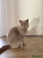 British Shorthair cats - Advert 4