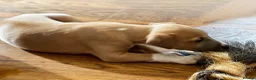 Whippet dogs for sale: Crufts winning parents - Advert 4