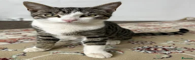 British Shorthair 1