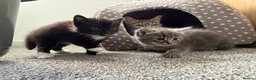 British Shorthair cats for sale: 2 beautiful kittens - Advert 6