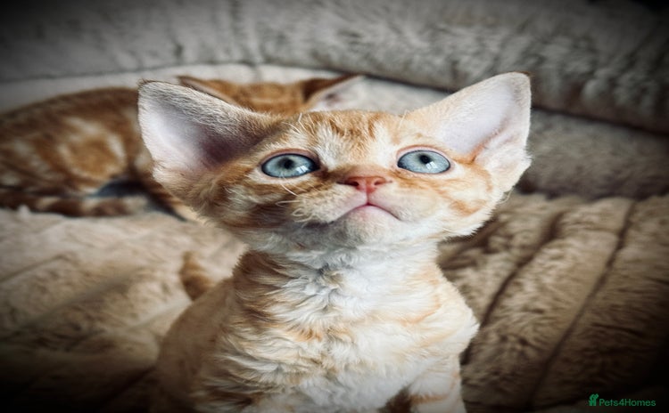 Devon Rex cats - Advert 1