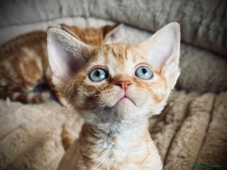 Devon Rex cats - Advert 13