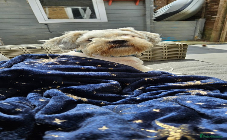 Mixed Breed dogs in Northampton - Advert 2