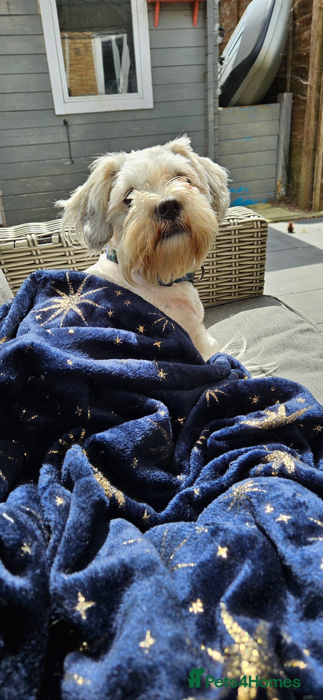 Mixed Breed dogs for adoption: Tiny Toby in Northampton - Image 1