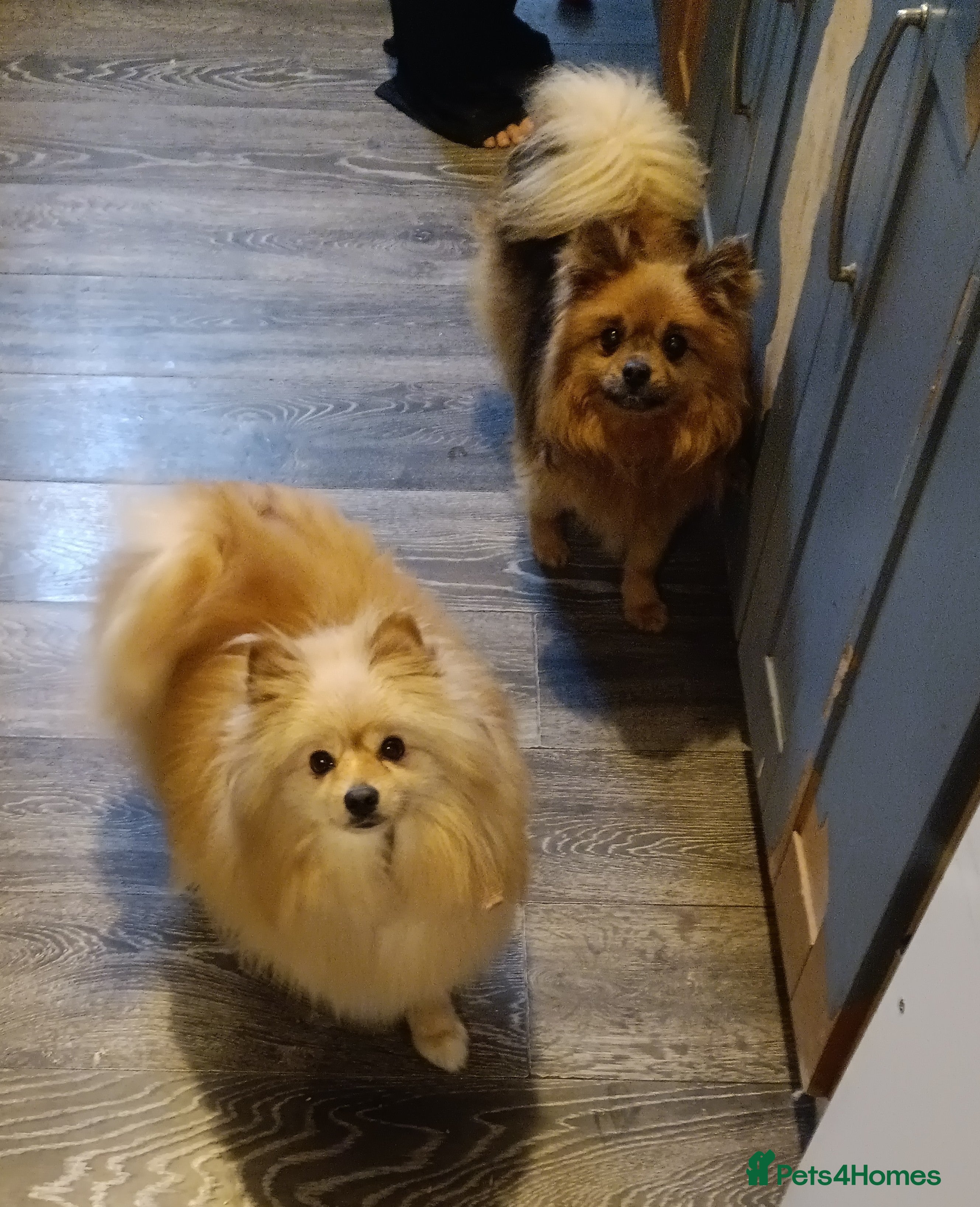 Pomeranian dogs Pomeranian and pomchi for rehome - Advert 3