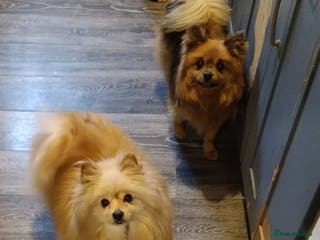Pomeranian dogs Pomeranian and pomchi for rehome - Advert 3