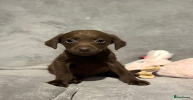 Labrador Retriever dogs - Advert 2