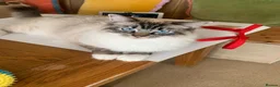 Ragdoll cats for sale: Ragdoll Boy needs Rehoming - Advert 4