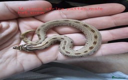 Snake reptiles for sale: Western Hognose Snakes  - Image 8