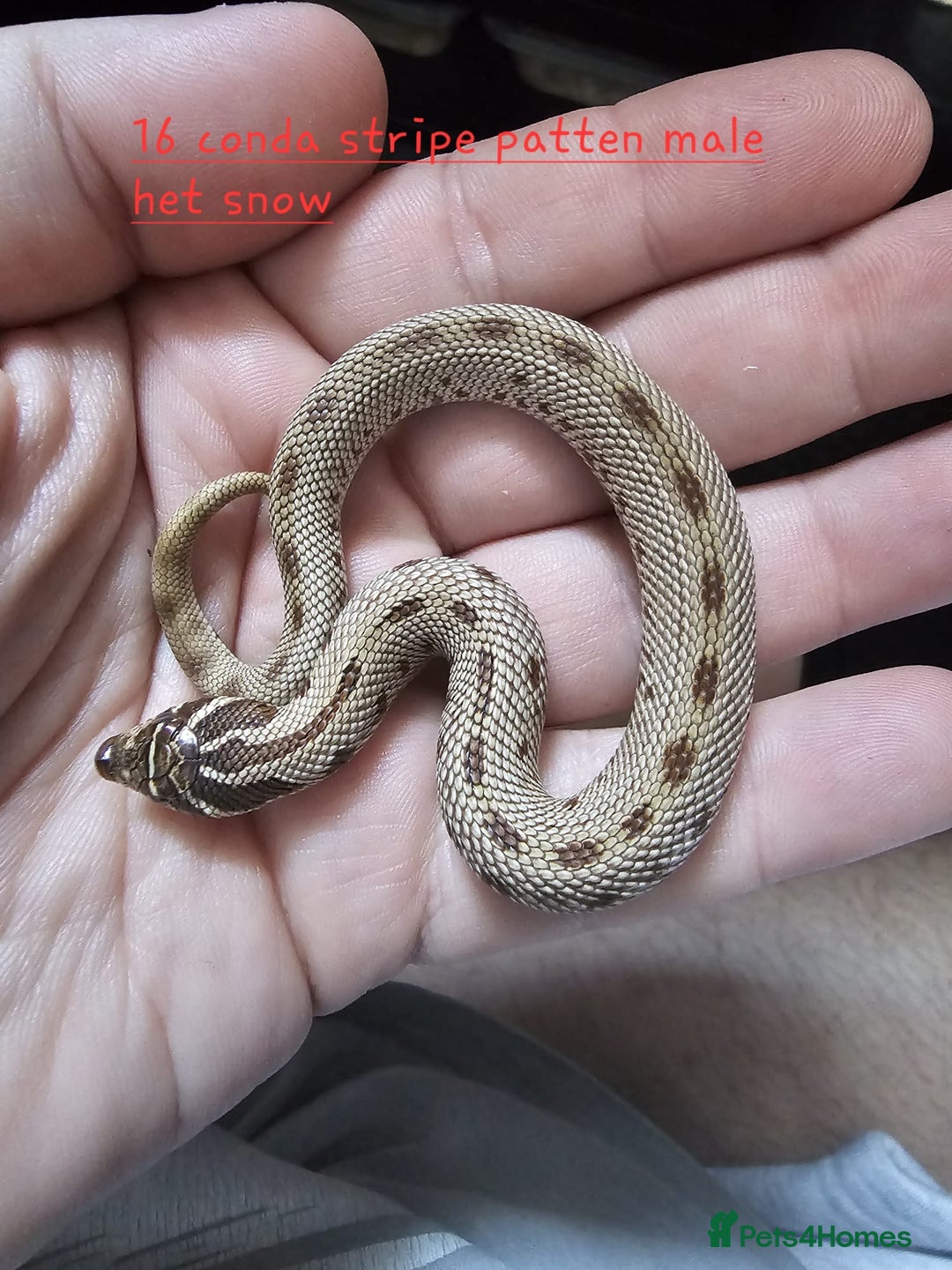 Snake reptiles for sale: Western Hognose Snakes  - Image 8