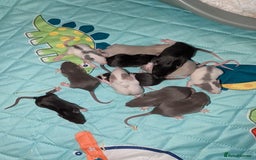 Rat rodents for sale: Waiting list for baby rats  - Image 2