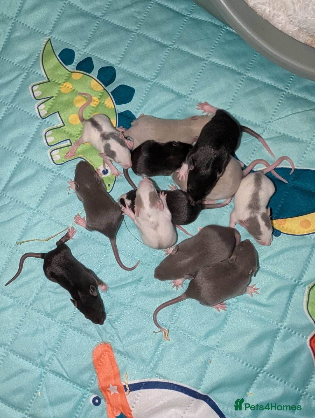 Rat rodents for sale: Waiting list for baby rats  - Image 2
