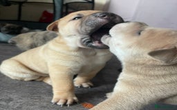 Mixed Breed dogs for sale: Staffie/sharpei pups  - Image 9